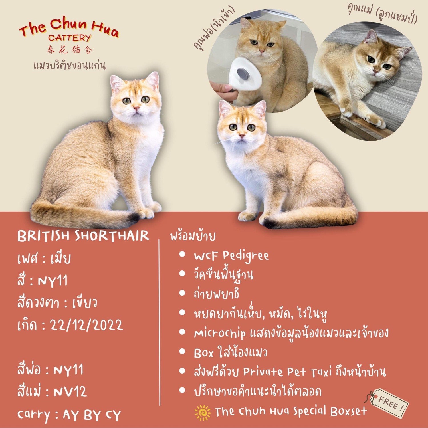 British shorthair hot sale ny11